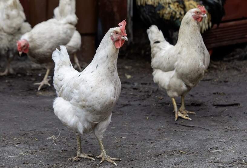 Dia Mundial do Frango Brasil é o líder mundial nas exportações das aves