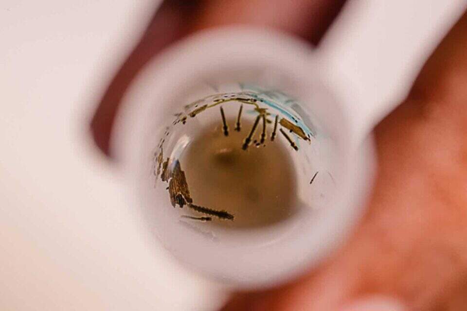 Coleta do mosquito vetor da malária. Foto: Cecília Bastos / USP Imagens