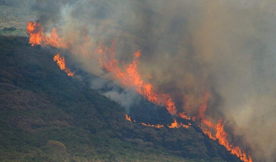 Floresta pegando fogo com cortina de fumaça se formando nas chamas