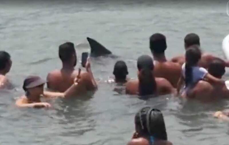 Banhistas brincam e at tocam em golfinhos na Ilha da Madeira, em Itagua, Rio. Foto: reproduo de vdeo/jan2020